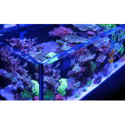 RED SEA - REEFER 350 G2 - 273 LITRI