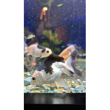 Head of Leo Panda L 2