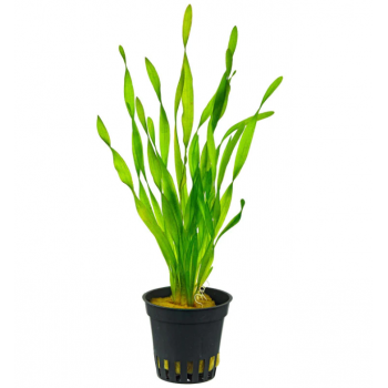 Vallisneria Cake in jar
