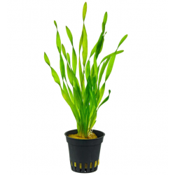 Vallisneria Torta in vasetto - Aquaflora