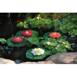 Floating water lilies Pontec Pondolily set 3