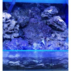 Rocks lived for marine aquarium dried up and rich in life at KG