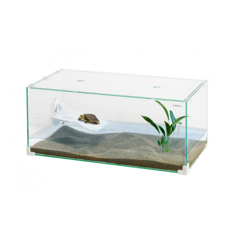 Tortuga turtle with glass lid