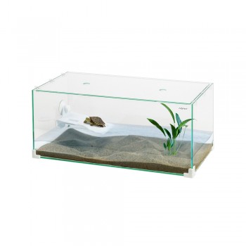 Tortuga turtle with glass lid 2