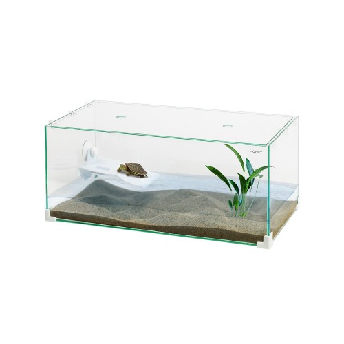 Tortuga turtle with glass lid
