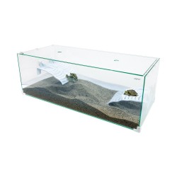 Tortuga turtle with glass lid