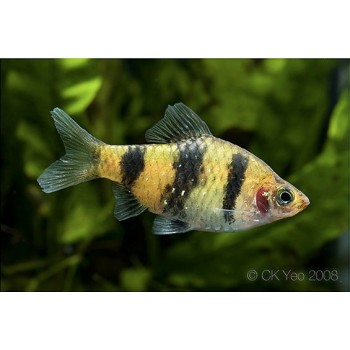 Barbus nigrofasciatus noire taille m