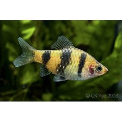 Barbus nigrofasciatus black taglia M