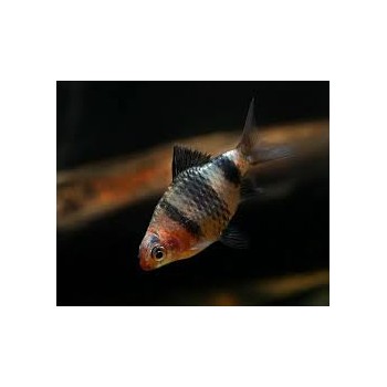 Barbus nigrofasciatus black taglia M 2
