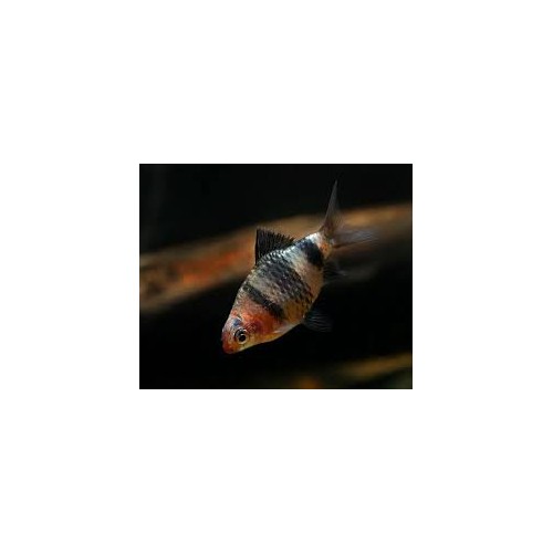Barbus nigrofasciatus noire taille m