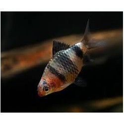 Barbus nigrofasciatus black taglia M