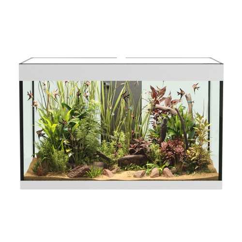 Askoll Opera 150 Bank Only