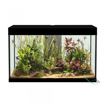 Askoll Opera 150 banque uniquement 2