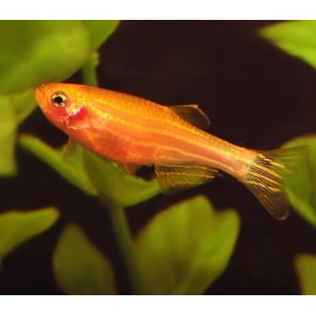 Danio Rerio Gold