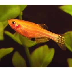 Danio Rerio Gold