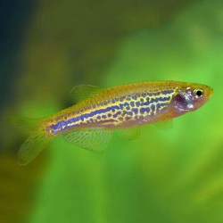 Danio Rerio Frankei