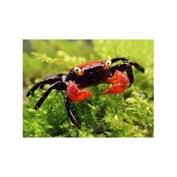 Crab Vampir Krabbe Fire Geosesarme