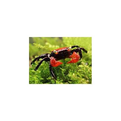 Crab Vampir Krabbe Fire GeiSeserme
