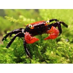 Crab Vampir Krabbe Fire Geisesmerme