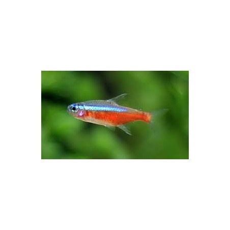 Cardinals tg L paracheirodon axelrodi