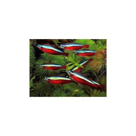 Cardinals TG L Parachedidon Axelrodi