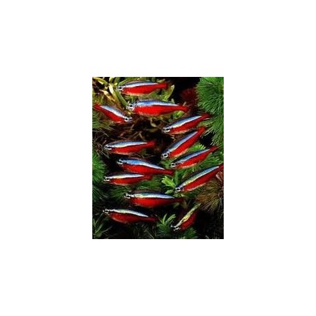 Cardinals TG L Parachedidon Axelrodi