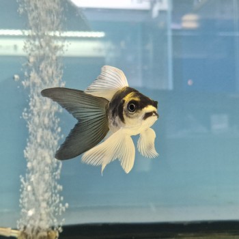 KOI PANDA SHORT BODY BUTTERFLY 15 CM