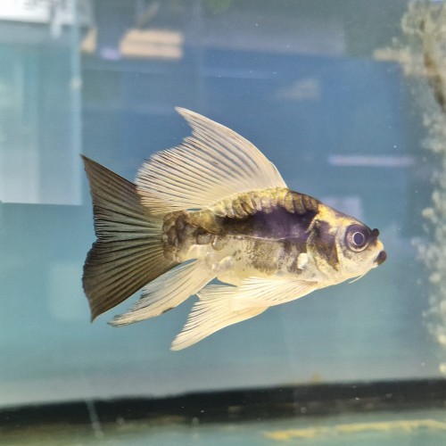 Koi Panda Butterfly Court Body 15 cm