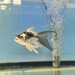 Koi Panda Butterfly Court Body 15 cm