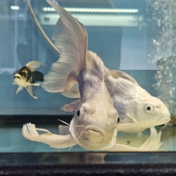 Koi Platinum Court Body 18 cm