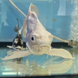 KOI PLATINUM SHORT BODY 18 CM