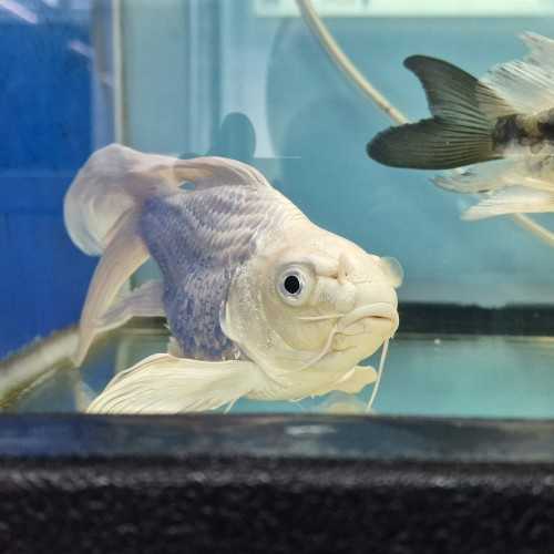 Koi Platinum Short Body 18 cm