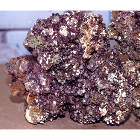 Rocks lived for marine aquarium dried up and rich in life at KG