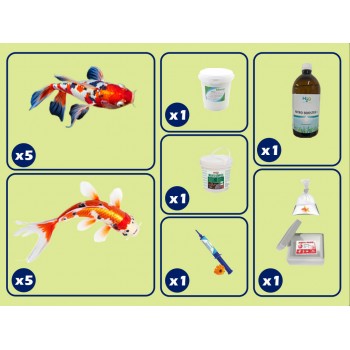 kit grande laghetto con Carpe Koi
