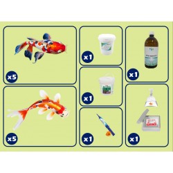 grand kit d'étang avec carpe koi