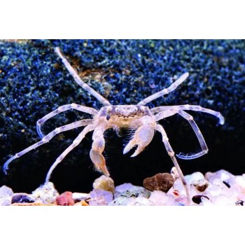 Micro crabe doux limnopilos naiyanetri