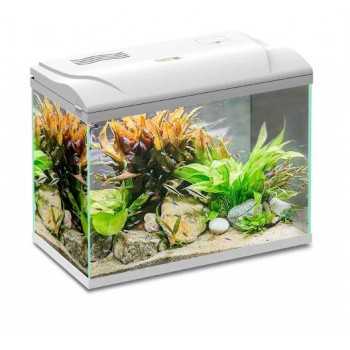 Magis 60 aquarium