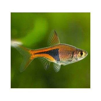 Rasbora Heteremorpha