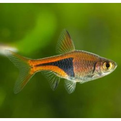 Rasbora Heteremorpha