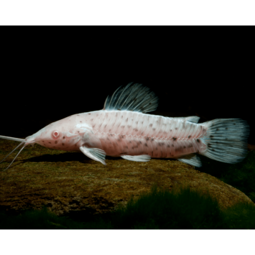 Hoplosternum thoracatum pesce gatto calloso albino