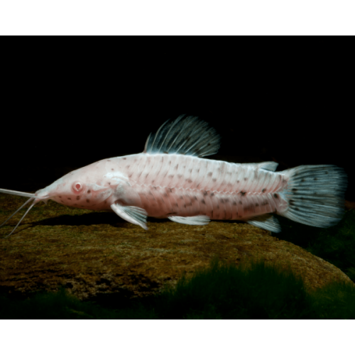 Hoplosternum Thoracatum Seafood Calloso Albino