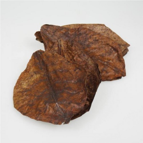 Catappa XL, feuilles de cappa pour les...