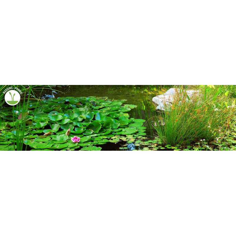 Nutrition for bacteria from Pond Biopond Nutris