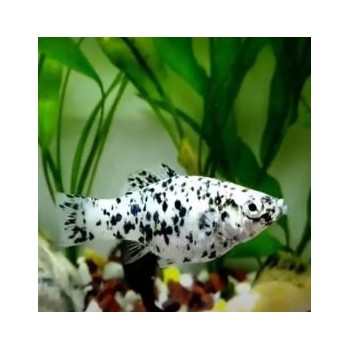 Noir Molly Dalmatien