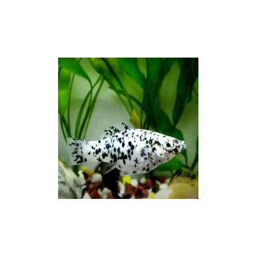 Black Molly Dalmatian