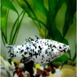 Noir Molly Dalmatien