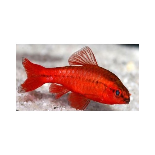 Barbus Titteya rouge