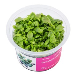 Calycifida Utricularia Carnivorous Plant in Cup - Aqua Art Terrarium carnivorous plant