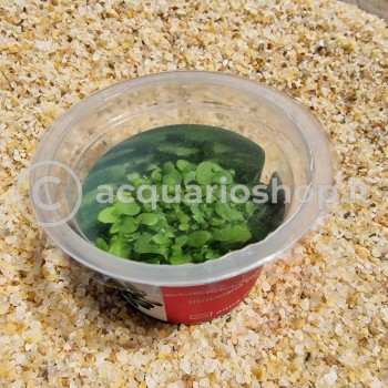 Calcifida Utricularia Plante carnivore en coupe - Aqua... 2