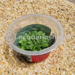 Calycifida Utricularia Carnivorous Plant in Cup - Aqua Art Terrarium carnivorous plant